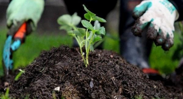 Nejlepší způsob ošetření jahod, aby se zbavily plevele, popis herbicidů